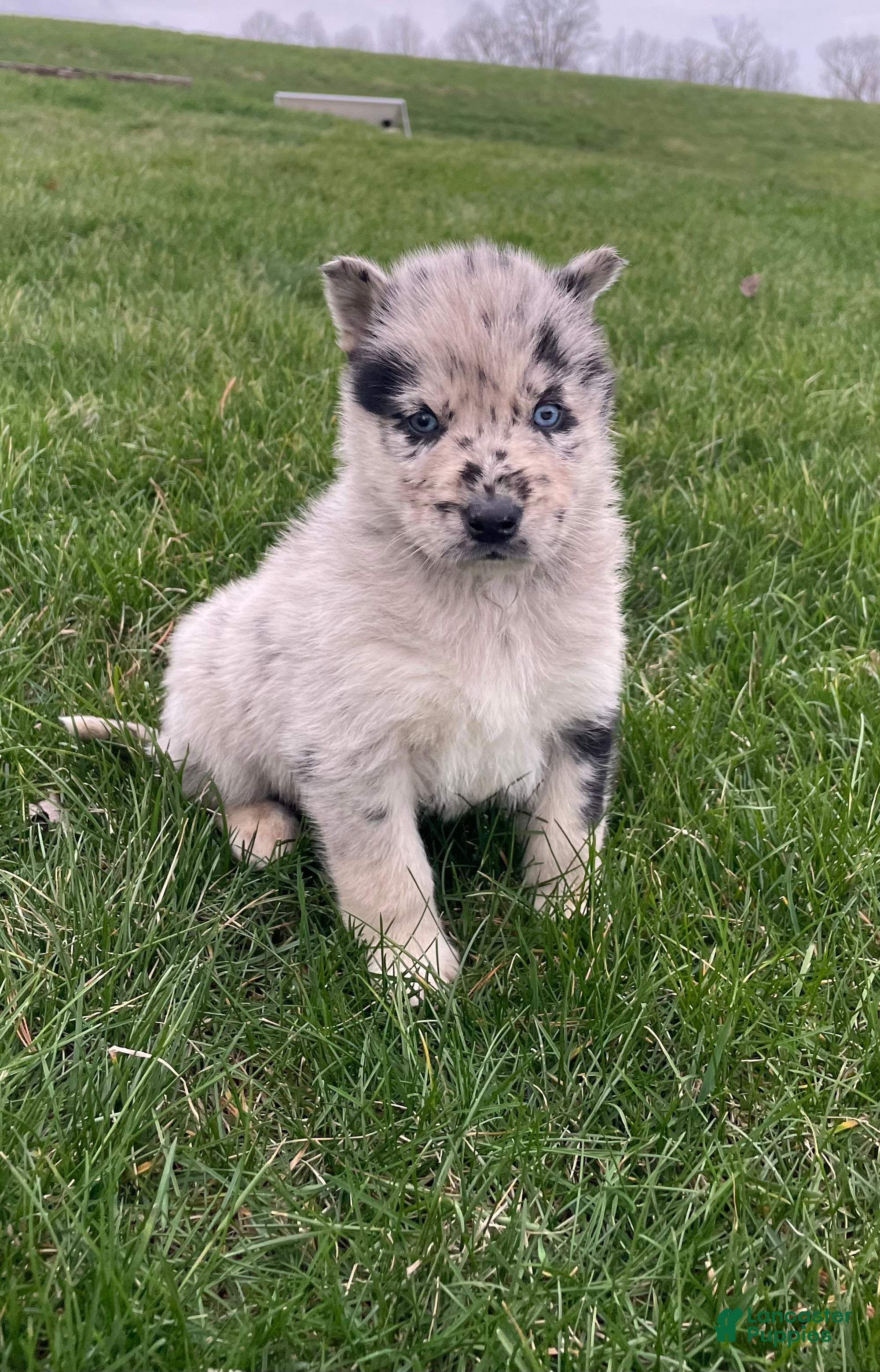 Gerberian Shepsky dogs Wolf - Ad 2