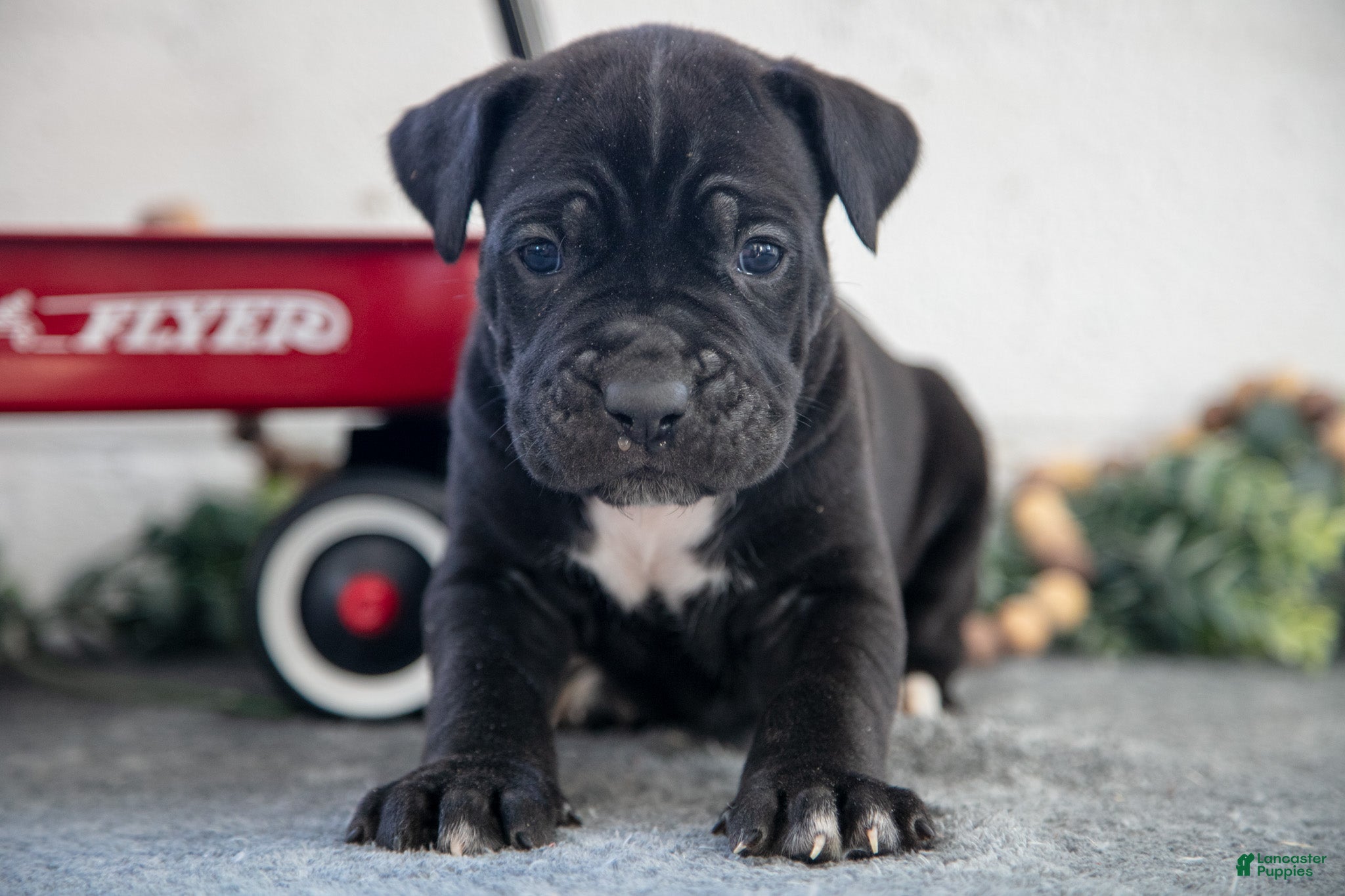 Cane Corso dogs Solider - Ad 2