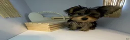 Yorkshire Terrier dogs for sale: Darling  - Ad 4