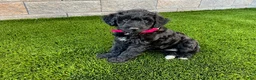 Sheltiedoodle dogs for sale: Mya - Ad 4