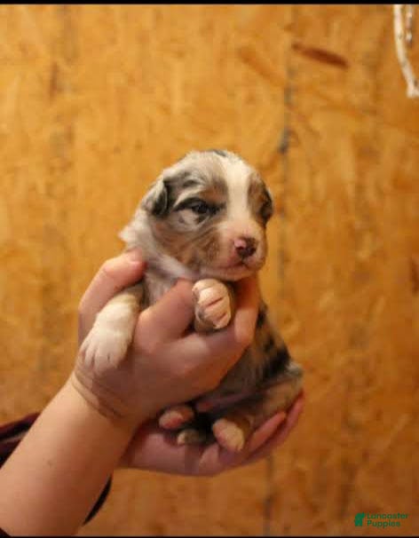 Miniature Australian Shepherd dogs Griffin - Ad 2