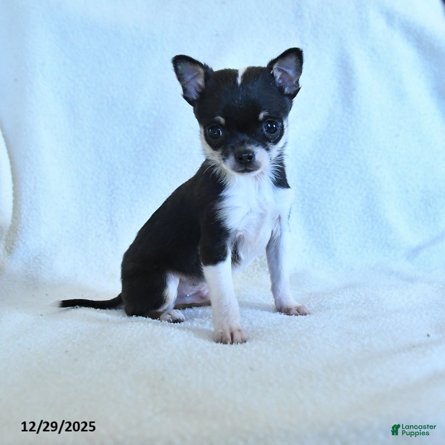 Chihuahua dogs Kevin - Ad 31