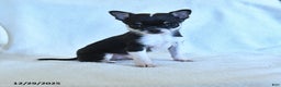 Chihuahua dogs for sale: Kevin - Ad 1