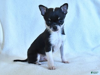Chihuahua dogs Kevin - Ad 41