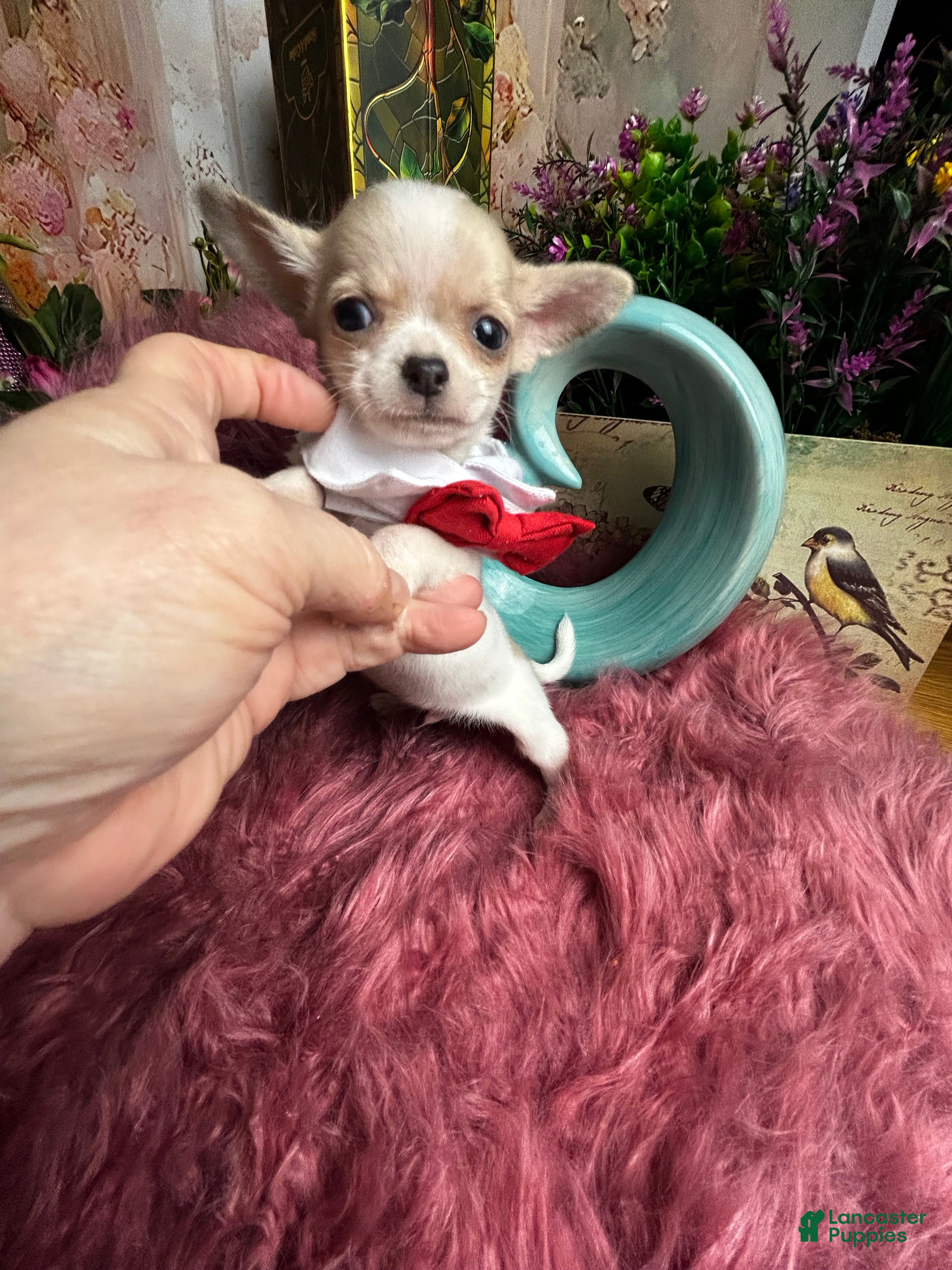 Chihuahua dogs Buttons AKA Mr. Sorrowful  - Ad 1