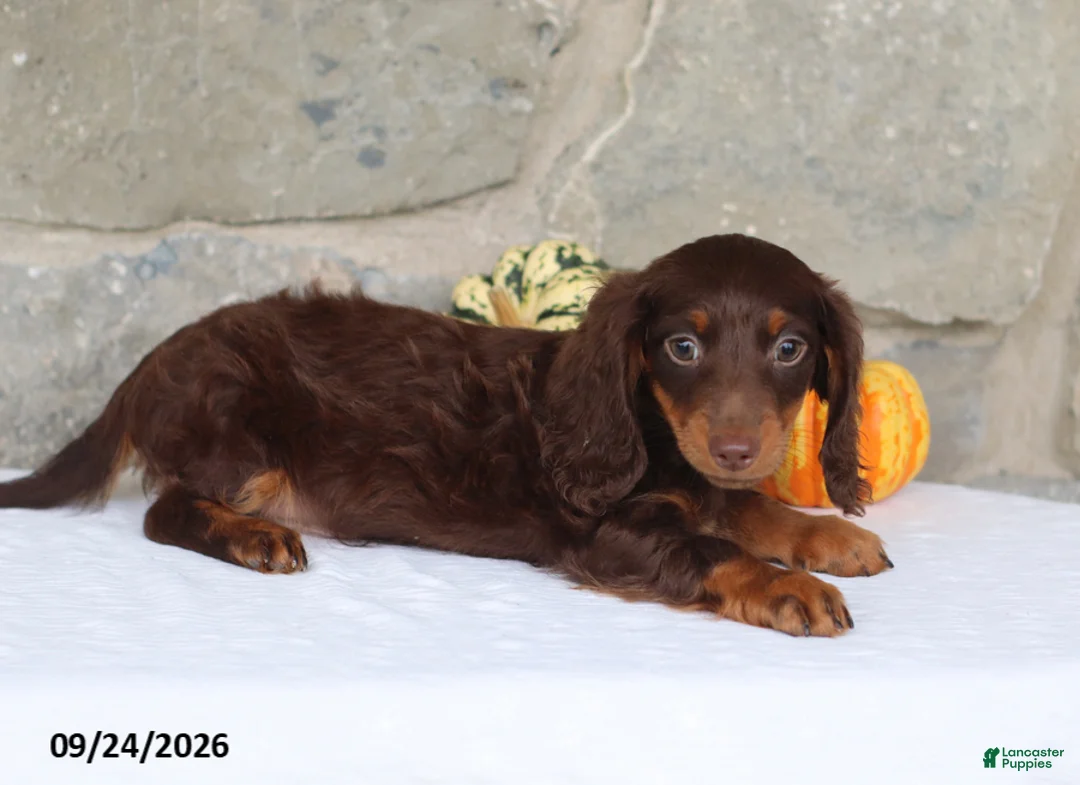 Miniature Dachshund dogs for sale: Trent - Ad 4
