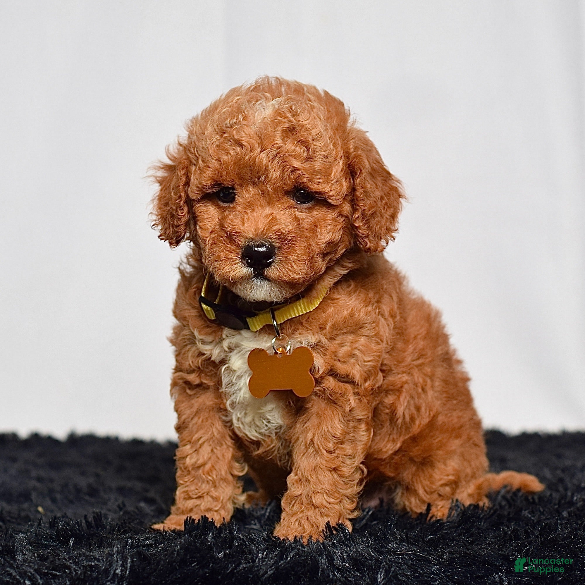 Mini Goldendoodle dogs Mr. Leo - Ad 2