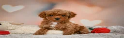 Toy Poodle dogs for sale: Bella - Ad 8