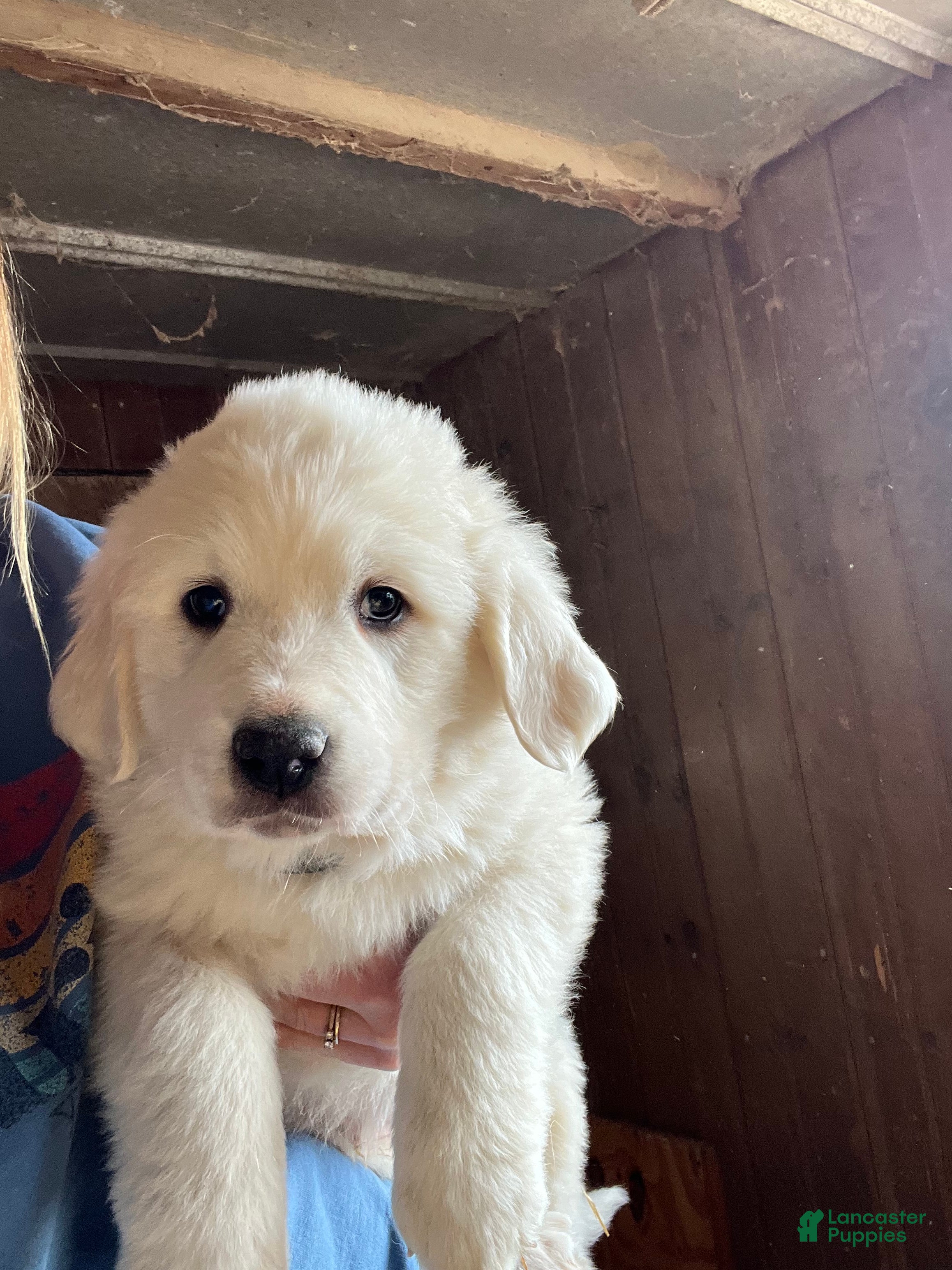 Great Pyrenees dogs Bosco - Ad 2