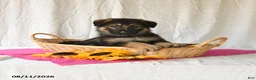 German Shepherd dogs for sale: Trixi  - Ad 1