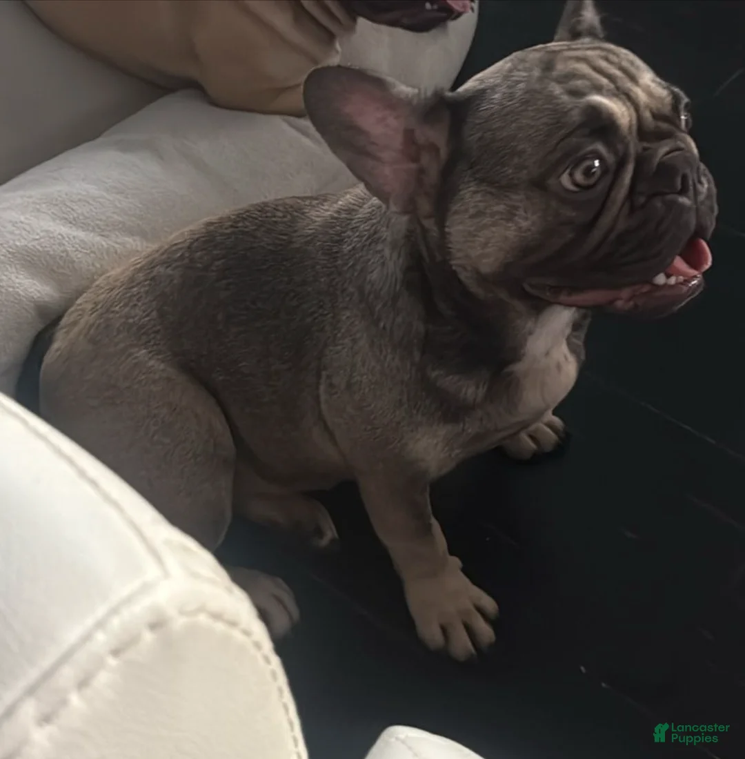 Mixed Breed dogs for sale: Mixed Breed Puppy 1 - Ad 2