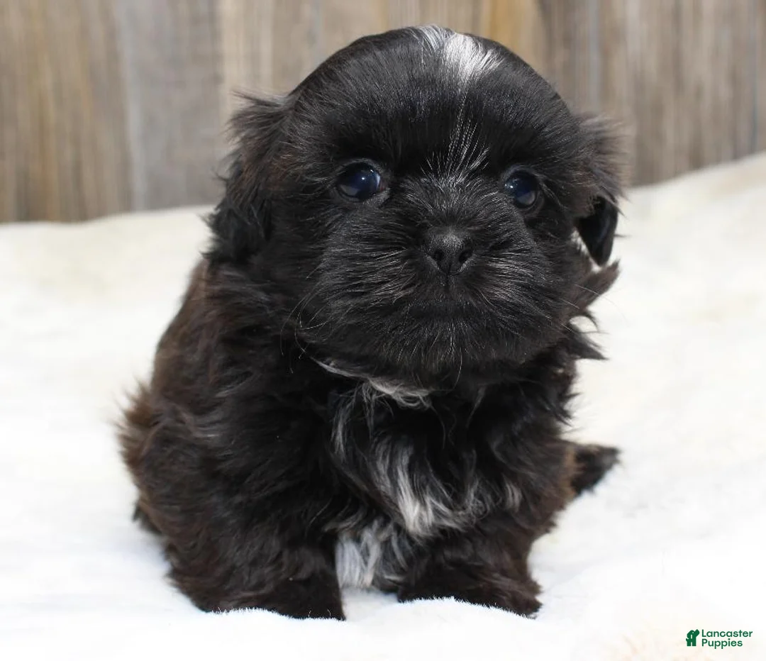 Shih Tzu dogs for sale: Lucy - Ad 2
