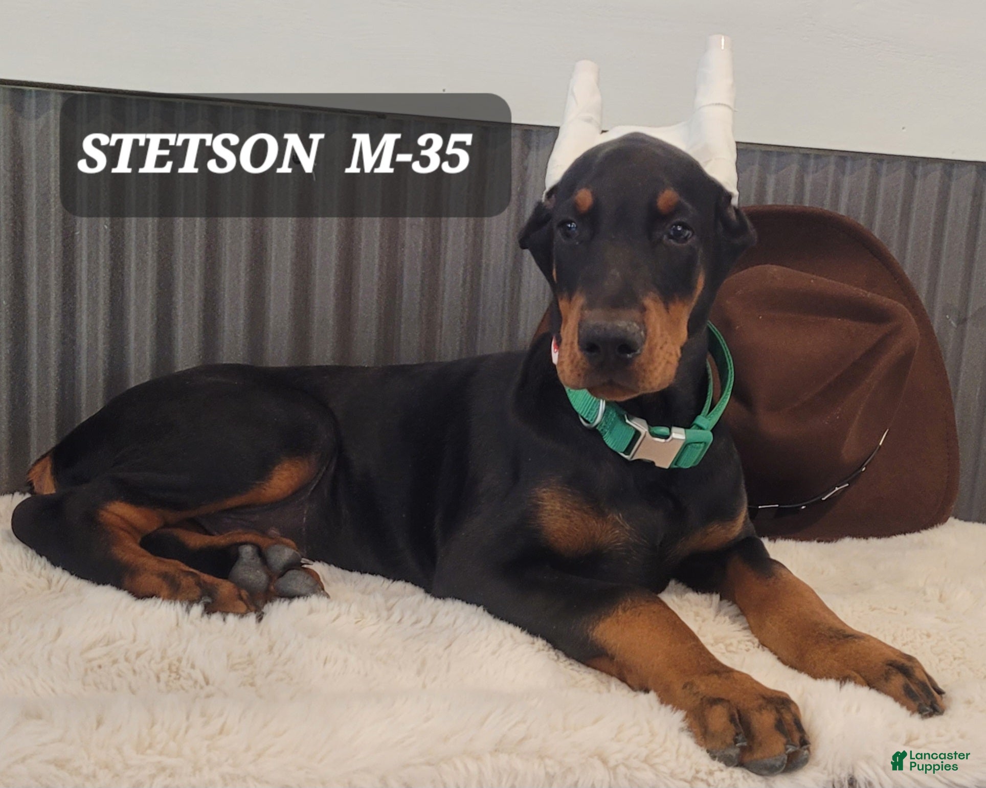 Doberman Pinscher dogs STETSON  - Ad 1
