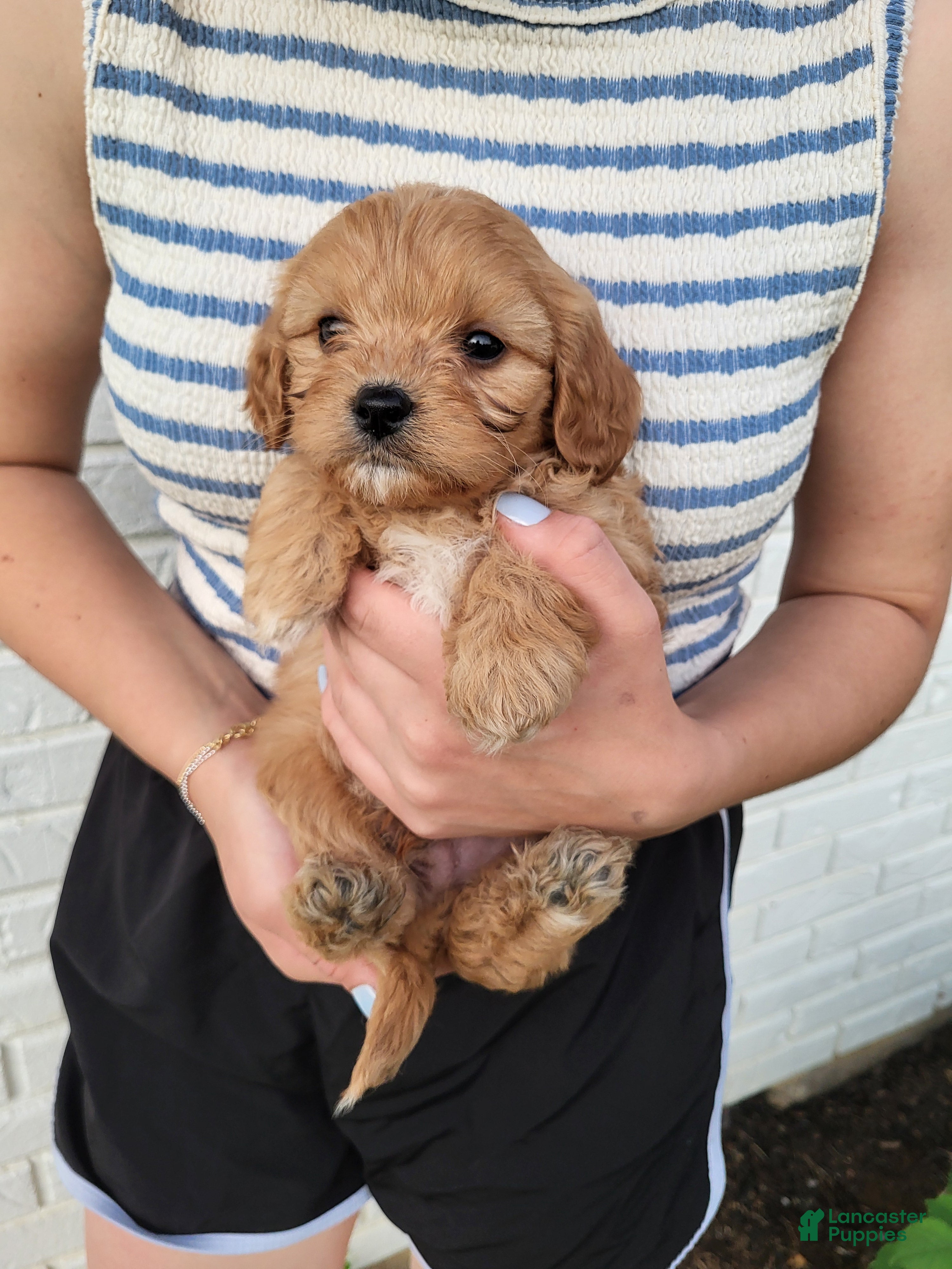 Cavapoo dogs Knox - Ad 2
