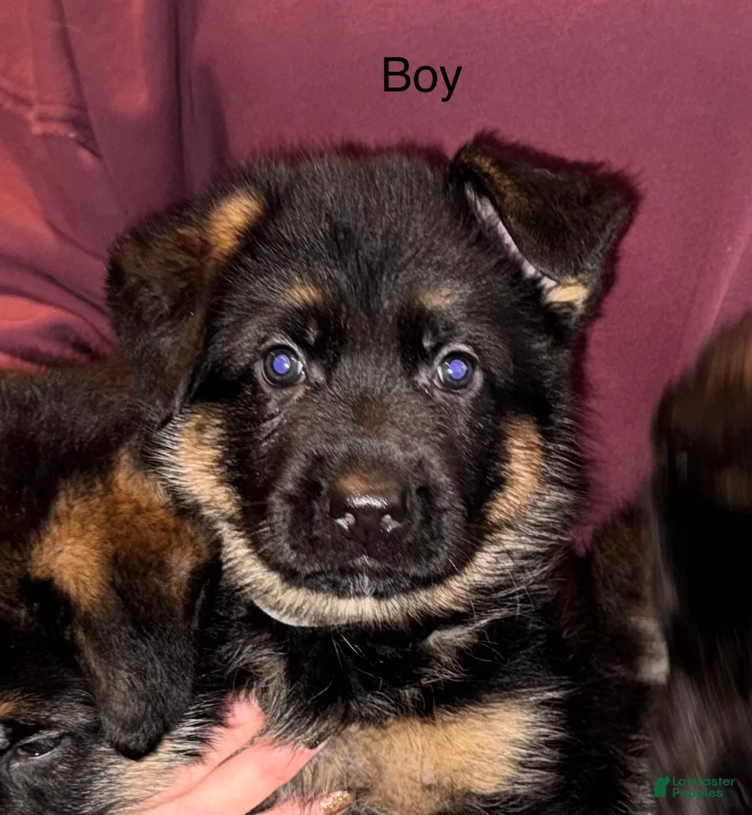 German Shepherd dogs for sale: German Shepherd Puppy 1 - Ad 10