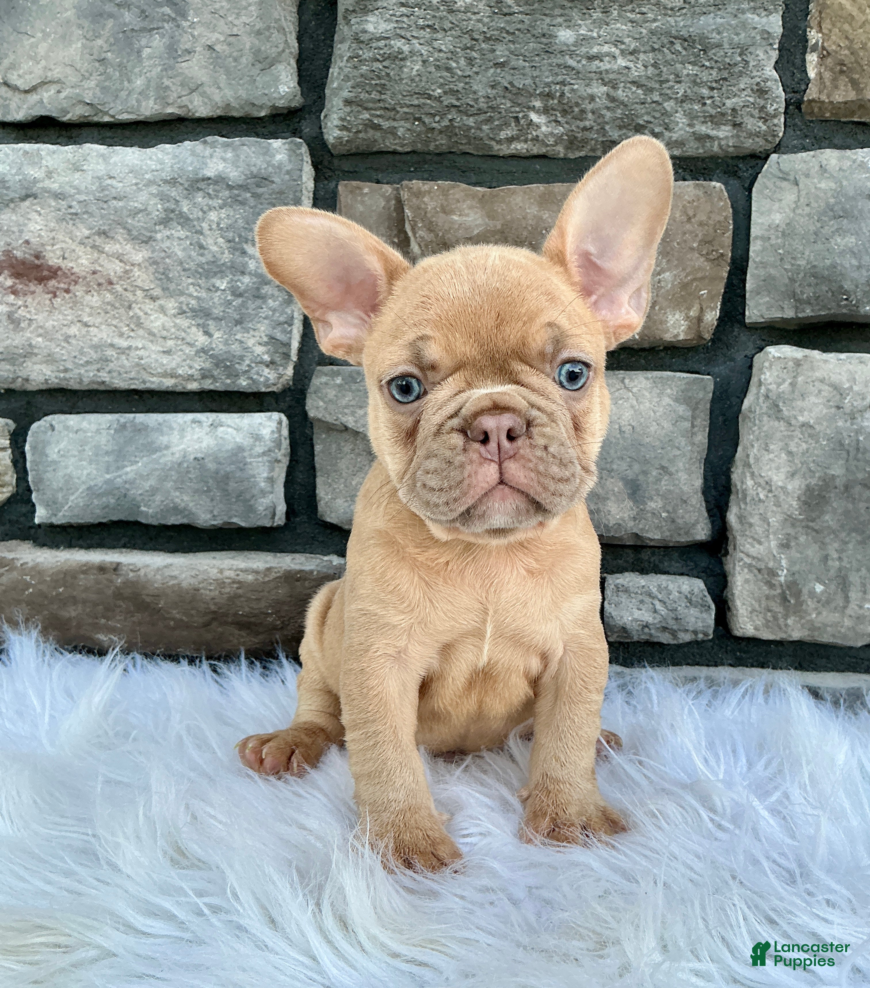 French Bulldog dogs Dozer - Ad 1