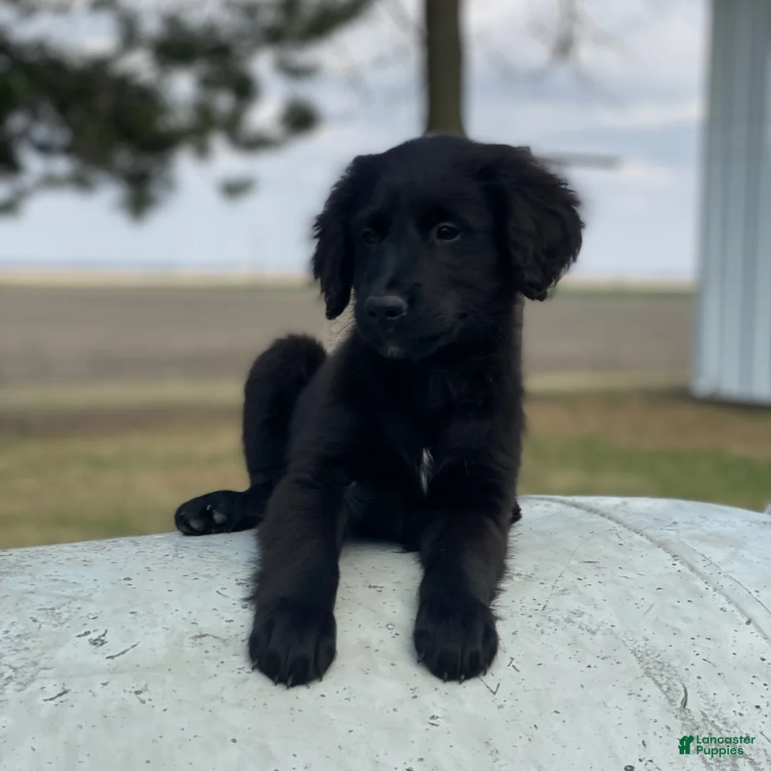 Mixed Breed dogs for sale: Smoky - Ad 2