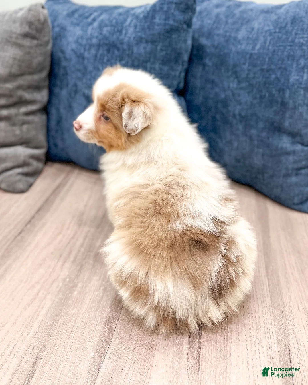 Miniature Australian Shepherd dogs for sale: Lilac - Ad 5