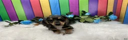 Dachshund dogs for sale: Dachshund Puppy 1 - Ad 3
