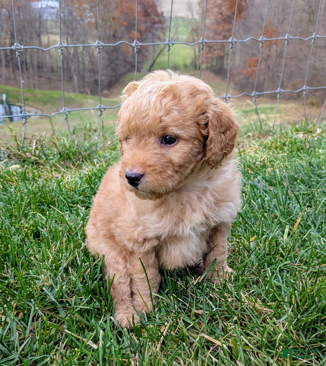 Mini Goldendoodle dogs for sale: Oscar - Ad 6