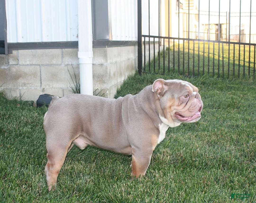 Olde English Bulldogge dogs for sale: Bentley - Ad 4