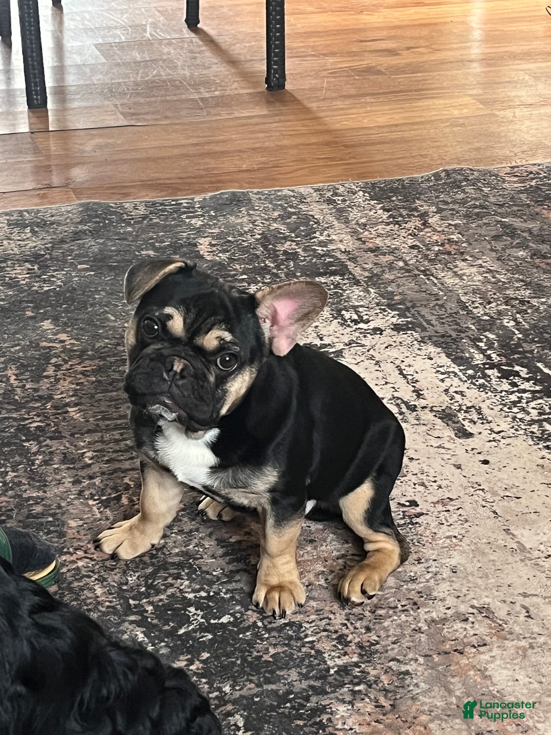 French Bulldog dogs for sale: Phoenix  - Ad 2