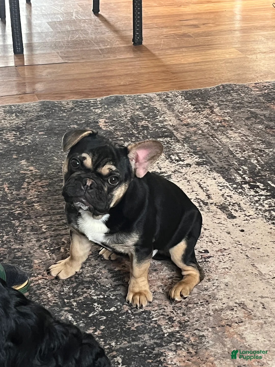 French Bulldog dogs for sale: Phoenix  - Ad 2