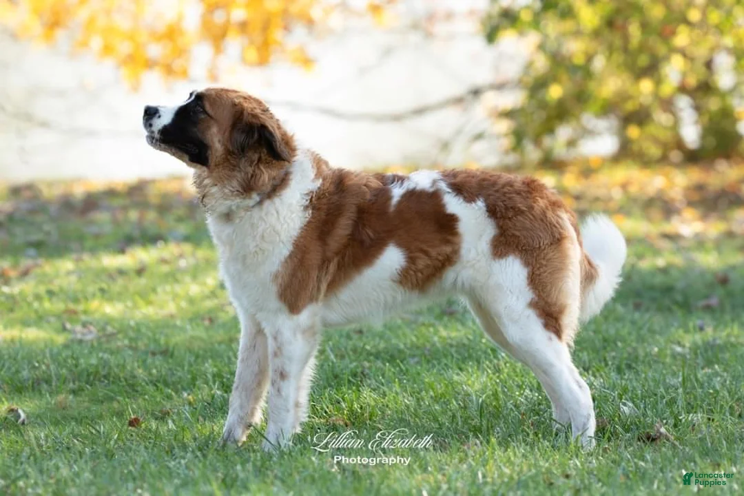 Saint Bernard dogs for sale: Saint Bernard Puppy 5 - Ad 2