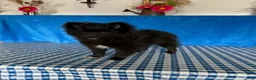 Pomeranian dogs for sale: Starburst - Ad 3