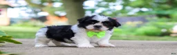 Shih Tzu dogs for sale: Huckleberry - Ad 6