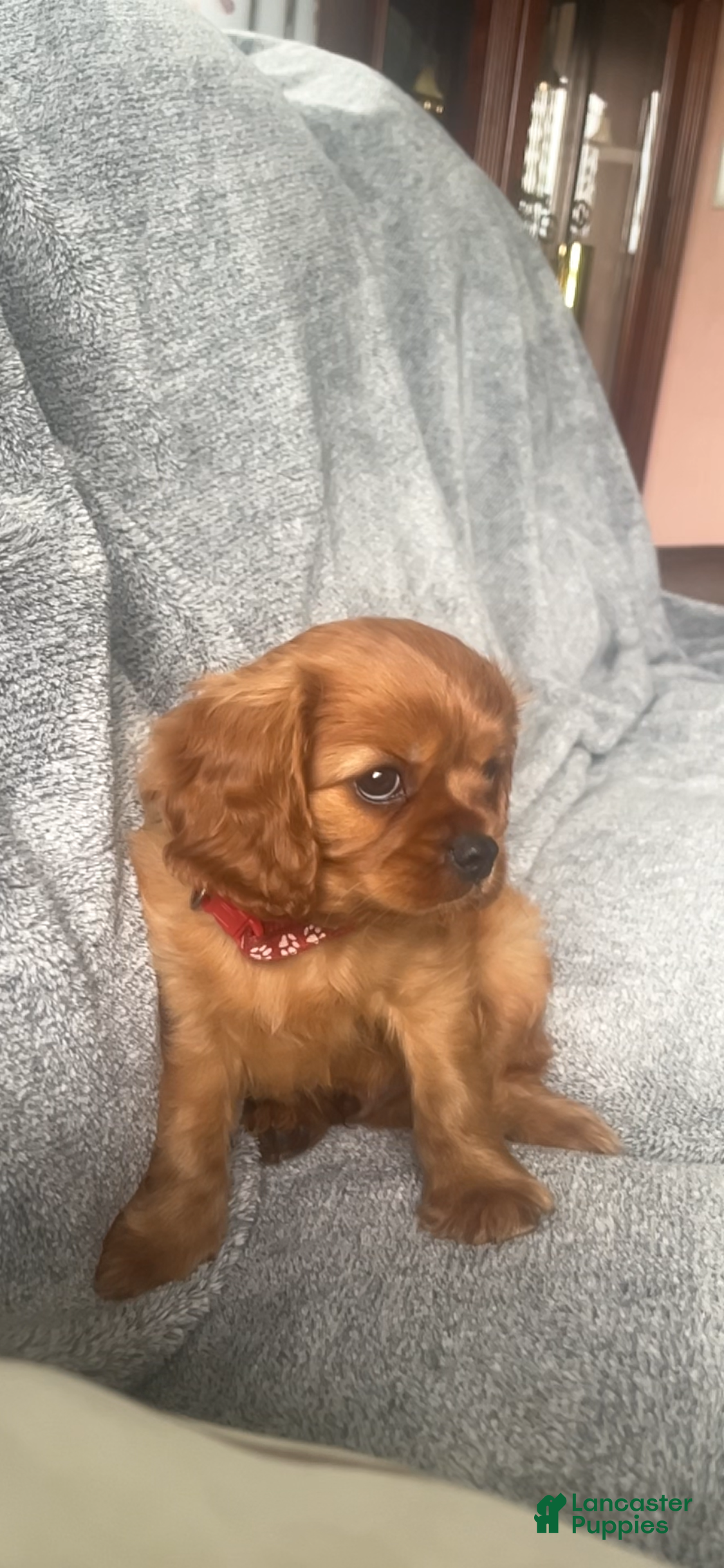 Cavalier King Charles Spaniel dogs Crate trained Bo - Ad 2