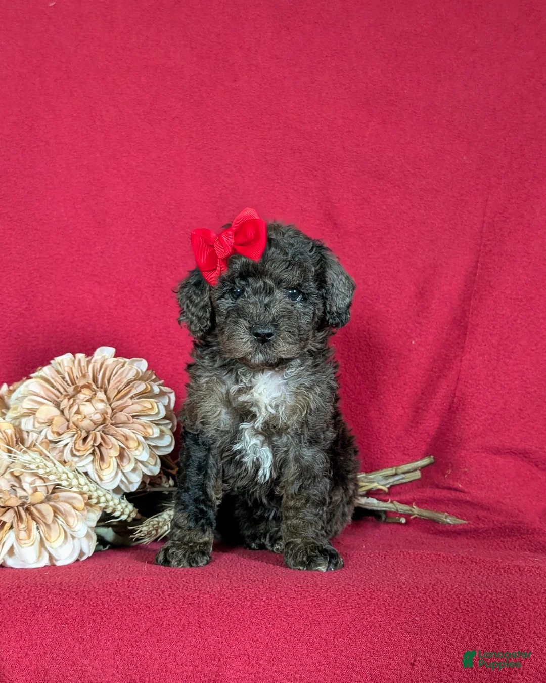 Miniature Poodle dogs for sale: Pansy - Ad 2