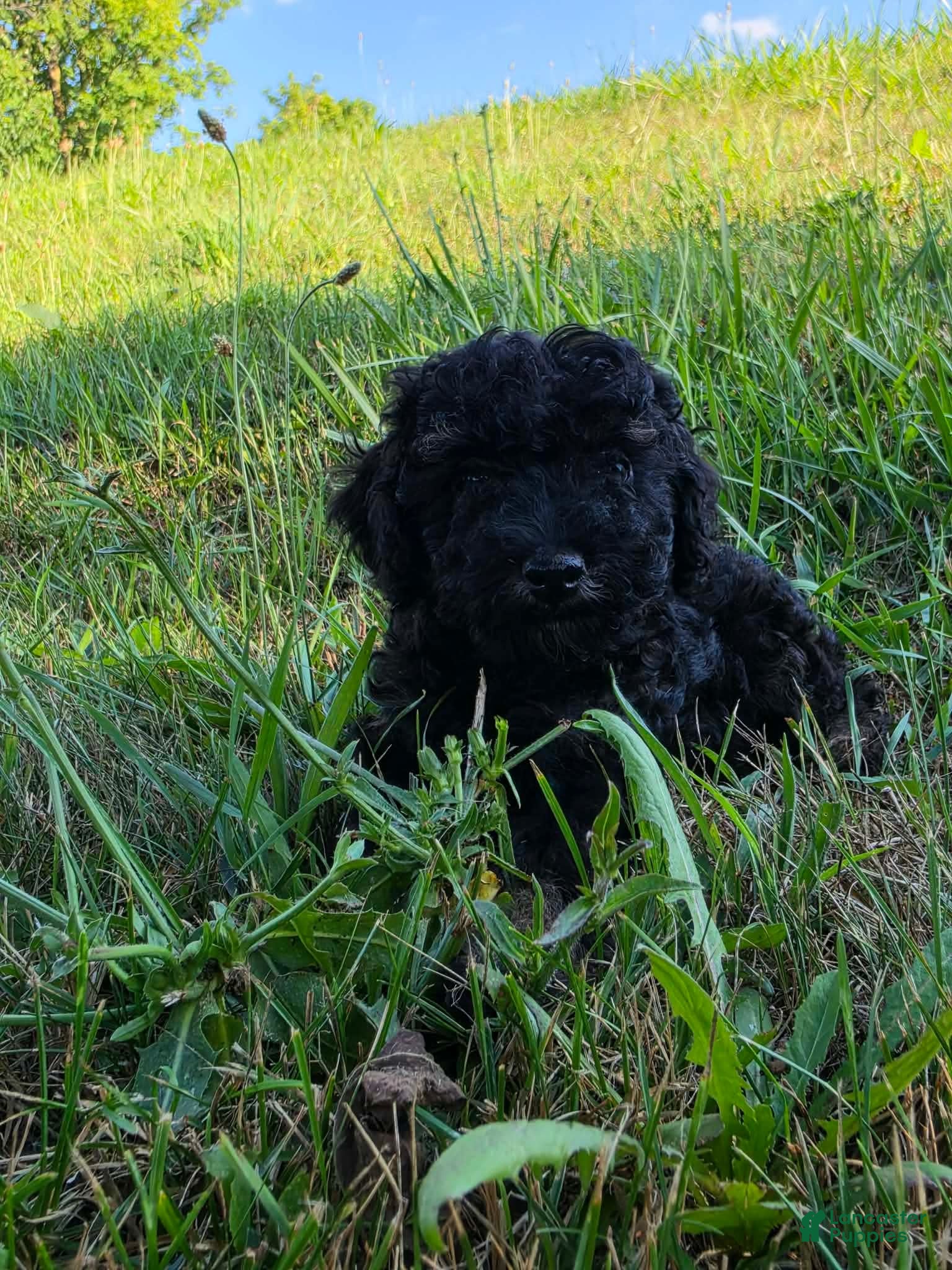 Miniature Poodle dogs Spruce - Ad 2
