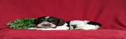 Cockapoo dogs for sale: Buddy - Ad 5