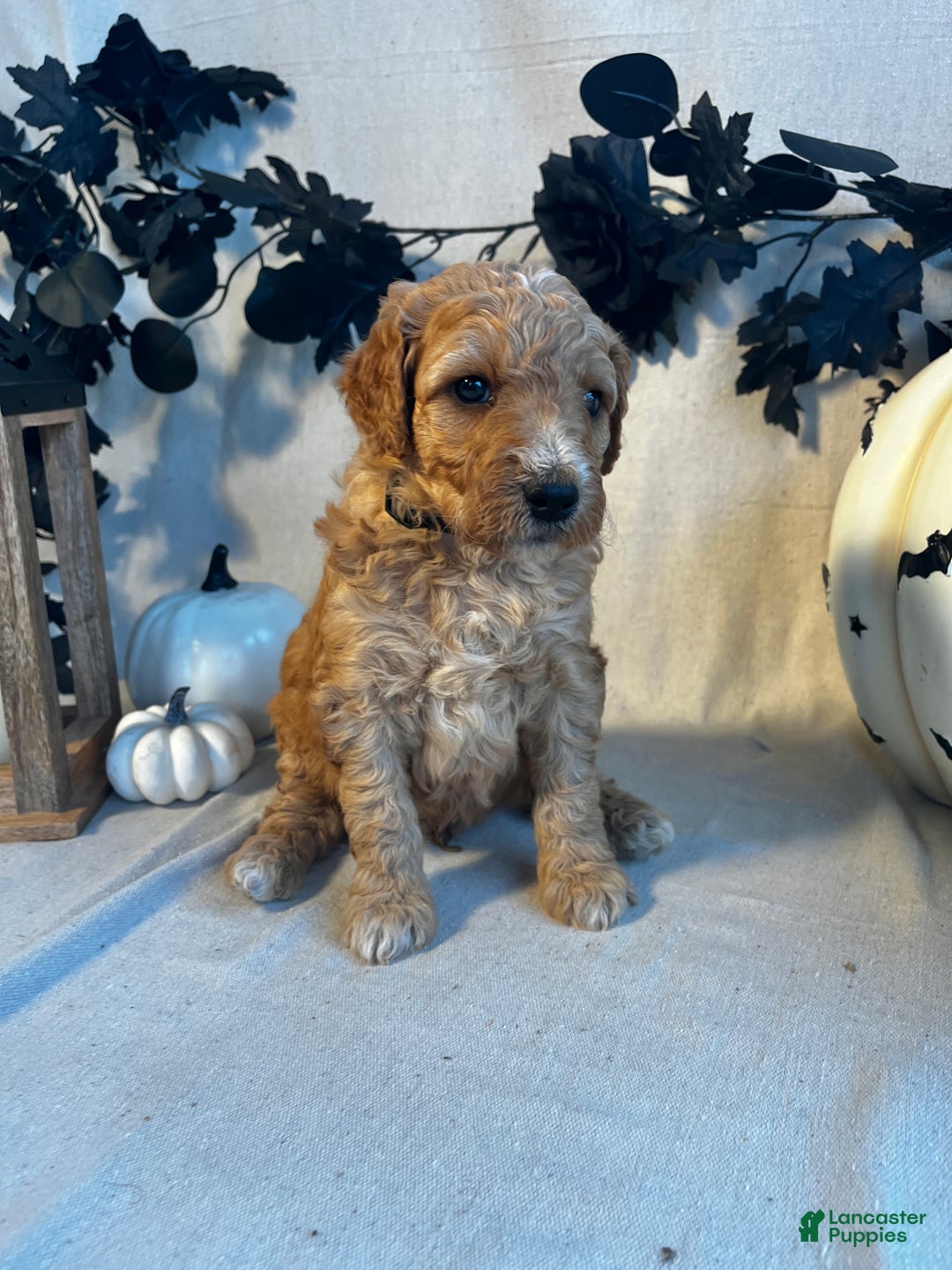 Goldendoodle dogs for sale: Black Collar-Toby - Ad 2