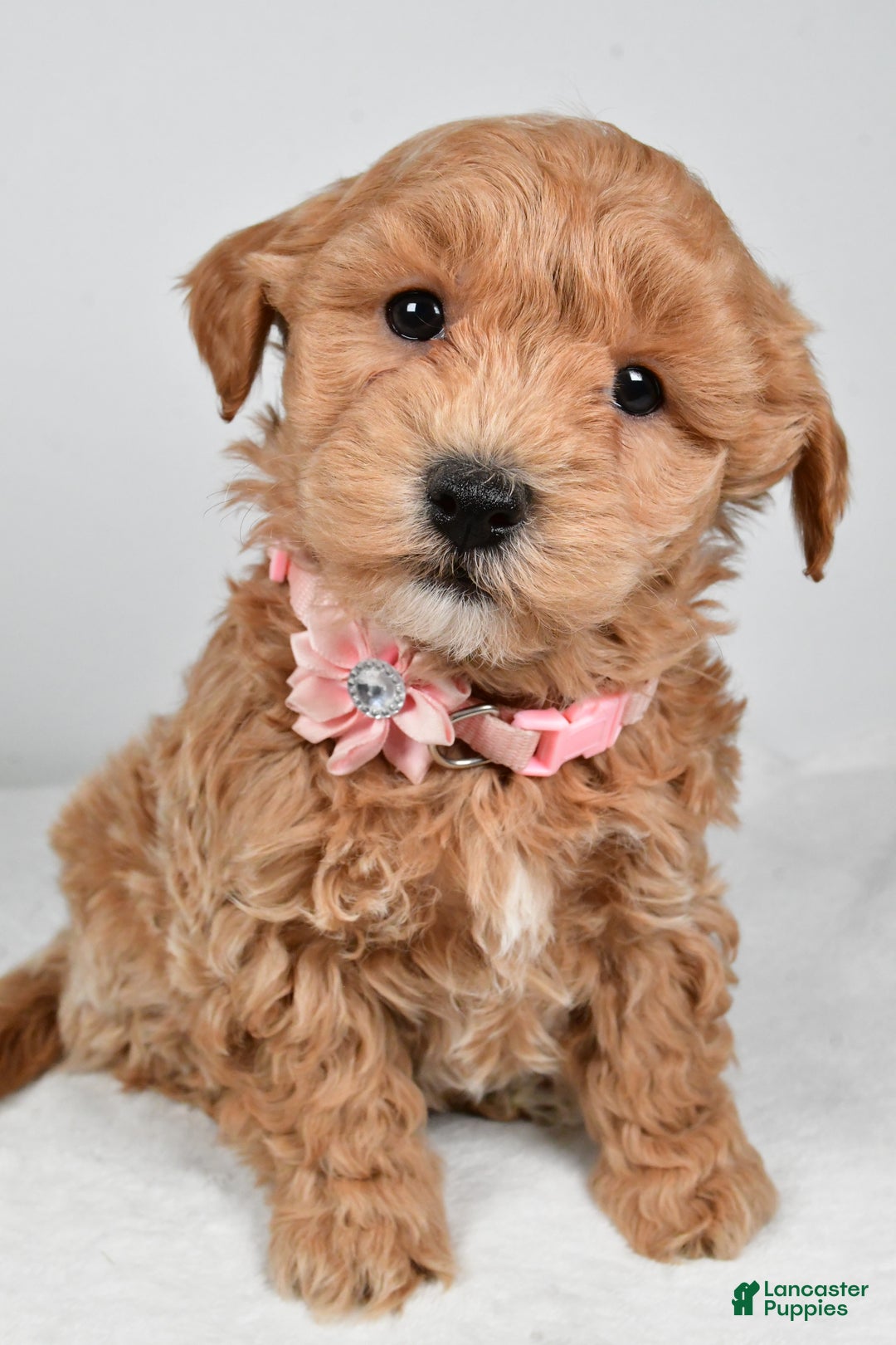 Maltipoo dogs for sale: Jana - Ad 5