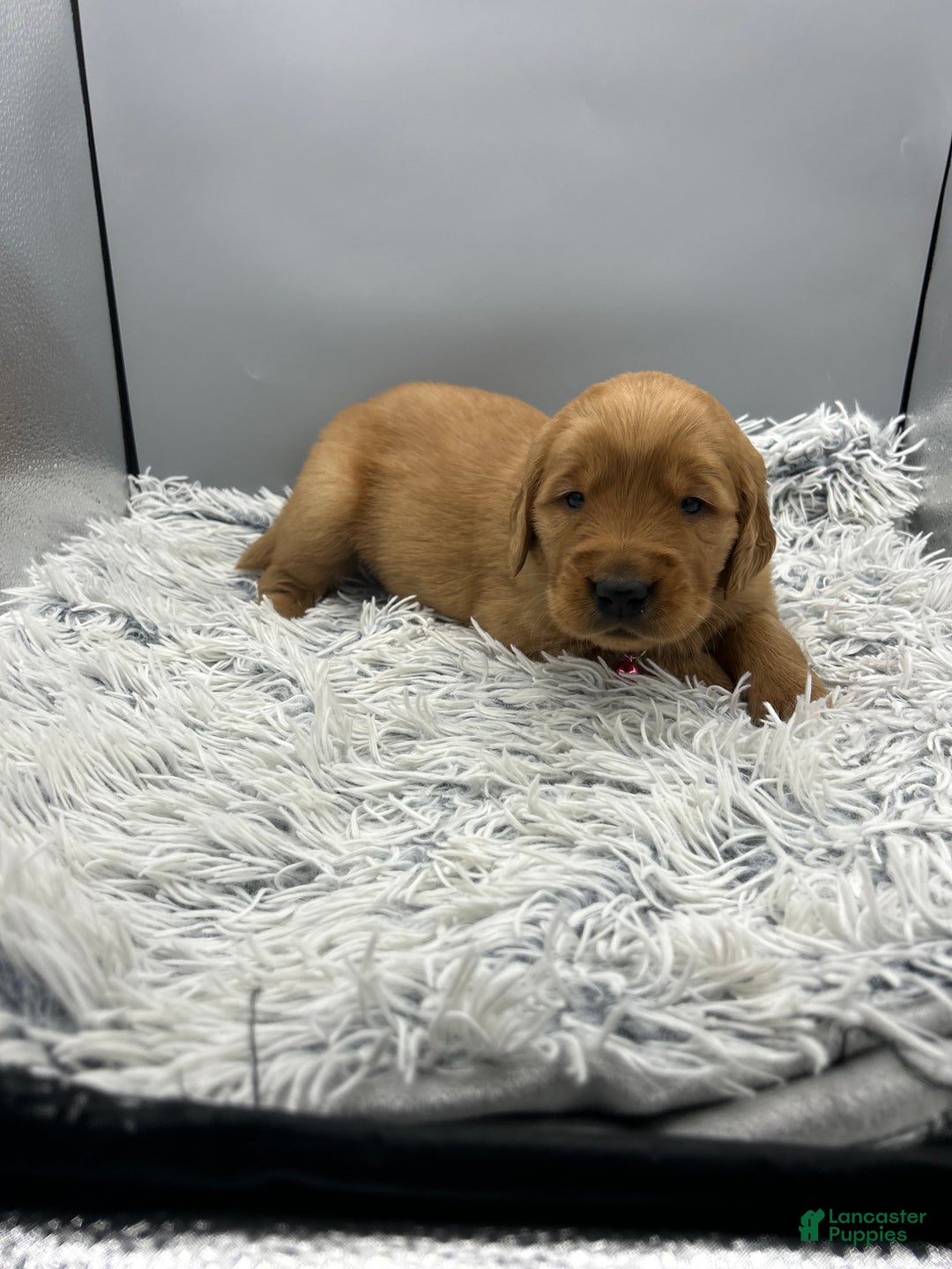 Golden Retriever dogs for sale: Golden Retriever Puppy chloe - Ad 17