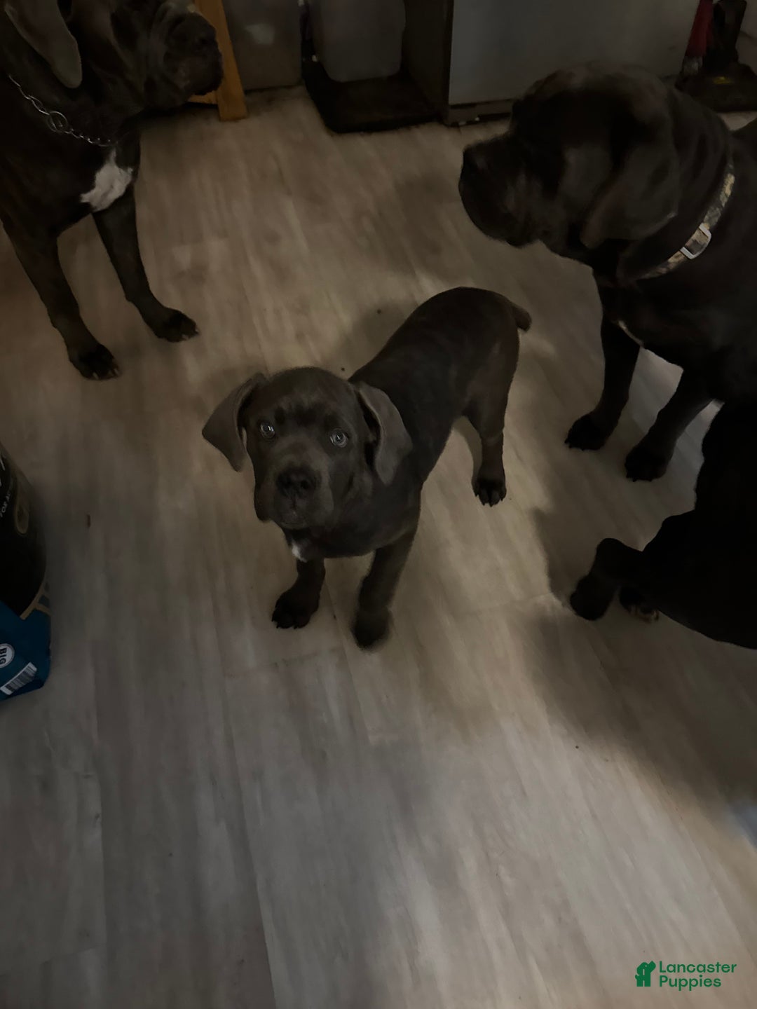 Cane Corso dogs for sale: Cane Corso Puppy 1 - Ad 2