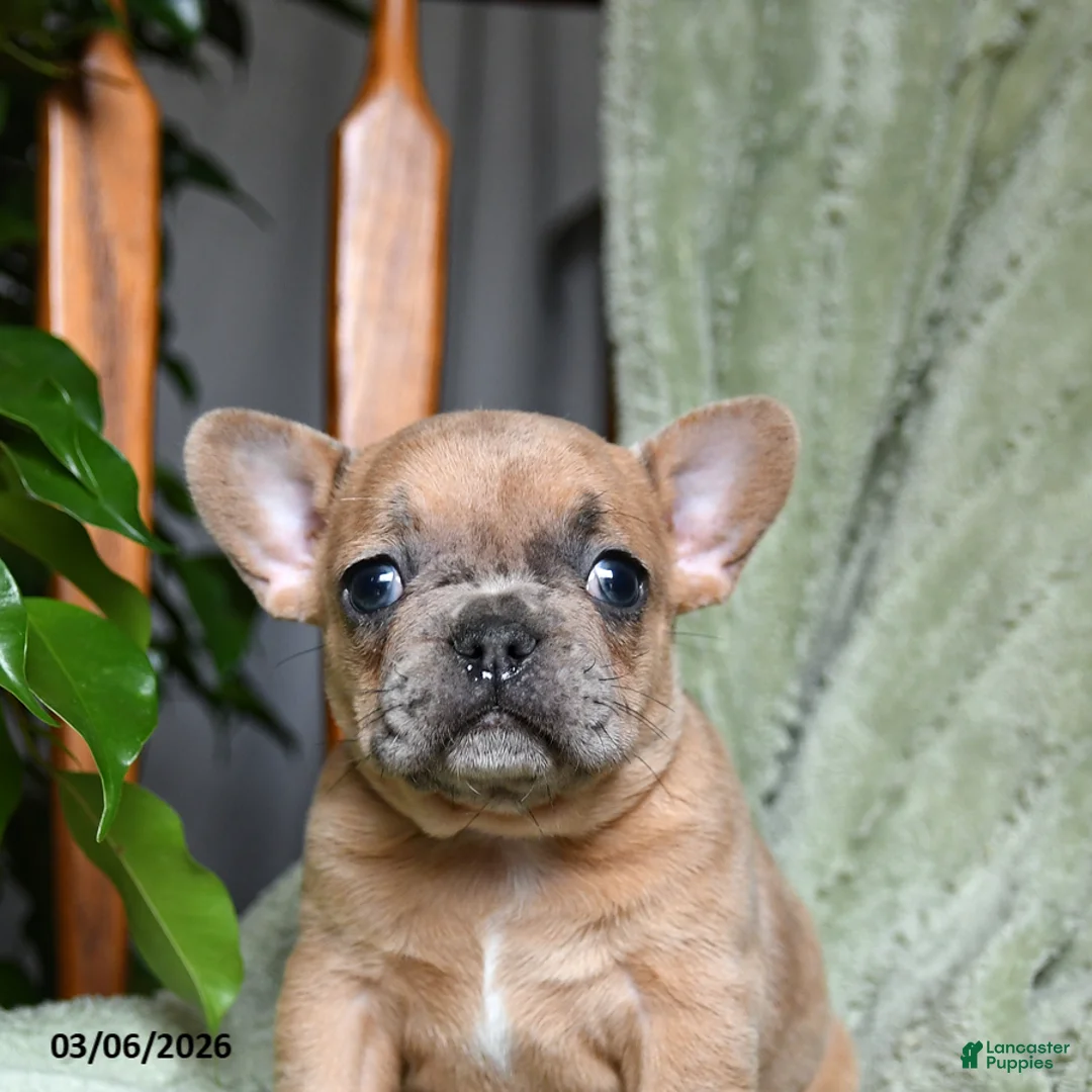 French Bulldog dogs for sale: Asher - Ad 2