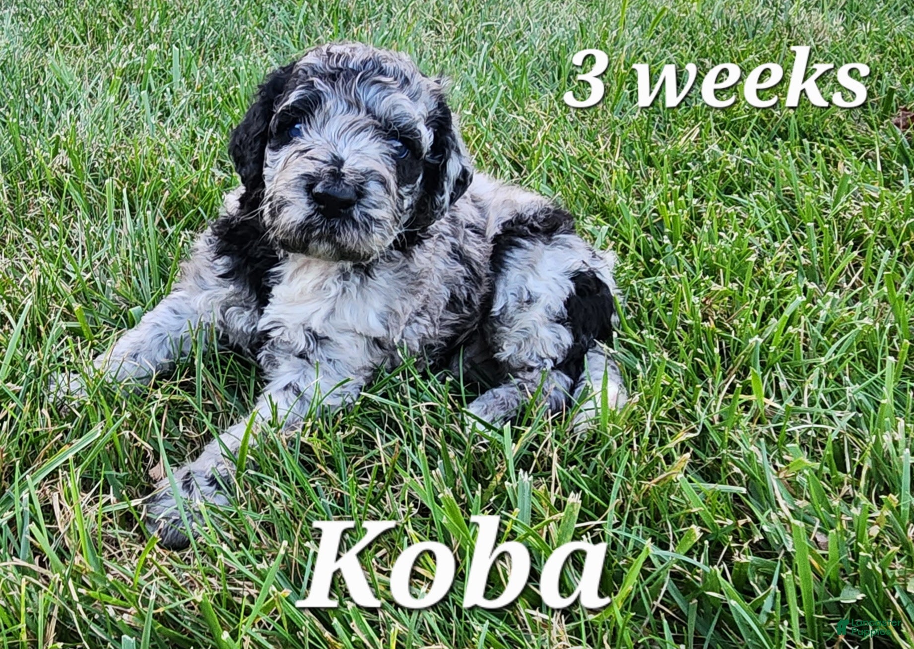 Labradoodle dogs Koba - Ad 1