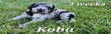 Koba
