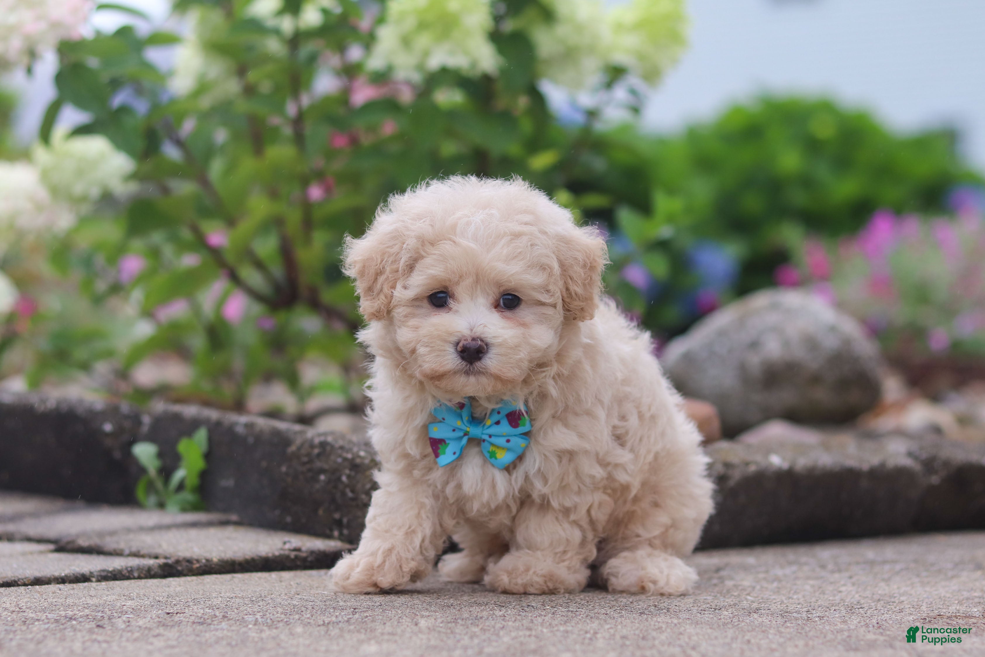 Maltipoo dogs Noah - Ad 1