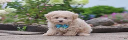 Maltipoo dogs for sale: Noah - Ad 1