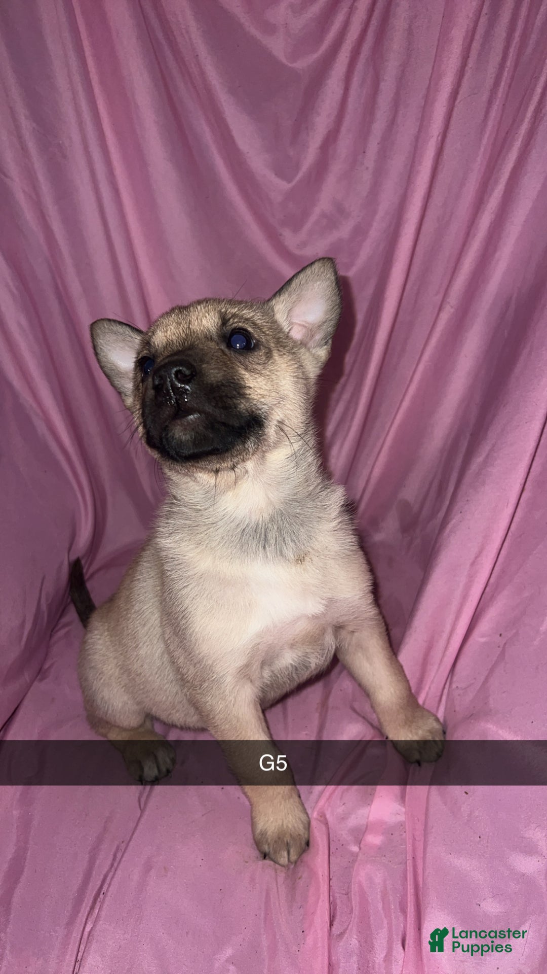 Mixed Breed dogs for sale: Girl 5 - Ad 2