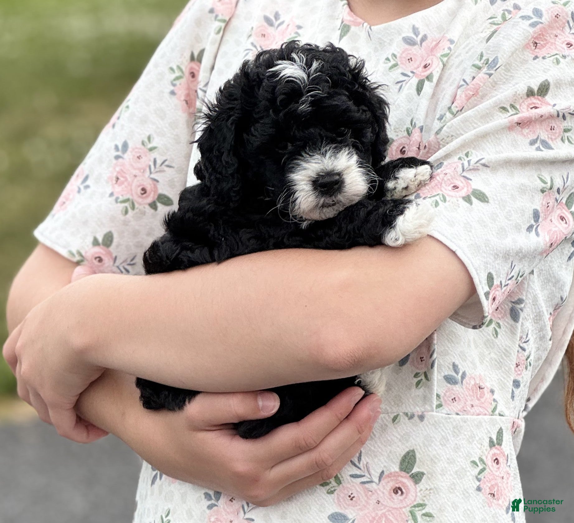 Mini Bernedoodle dogs Clark - Ad 1