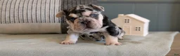 French Bulldog dogs for sale: River - Ad 3