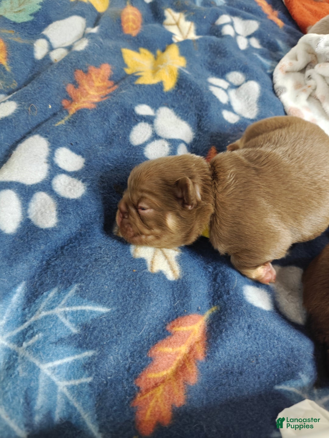 French Bulldog dogs for sale: French Bulldog litter of 7 puppies - Ad 5