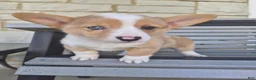 Welsh Corgi Pembroke dogs for sale: Talia - Ad 3