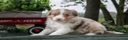 Miniature Australian Shepherd dogs for sale: Cherrios - Ad 2