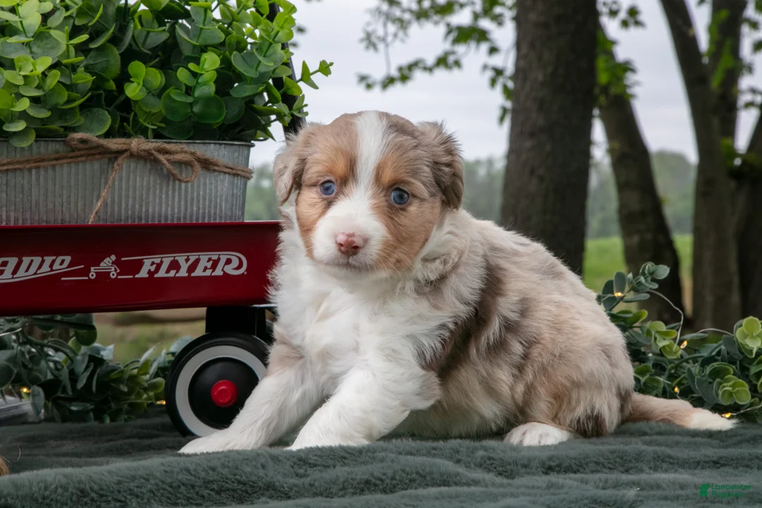 Miniature Australian Shepherd dogs for sale: Cherrios - Ad 2